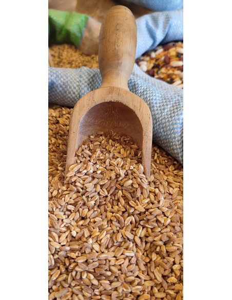 grano-farro-perlato-SFUSO