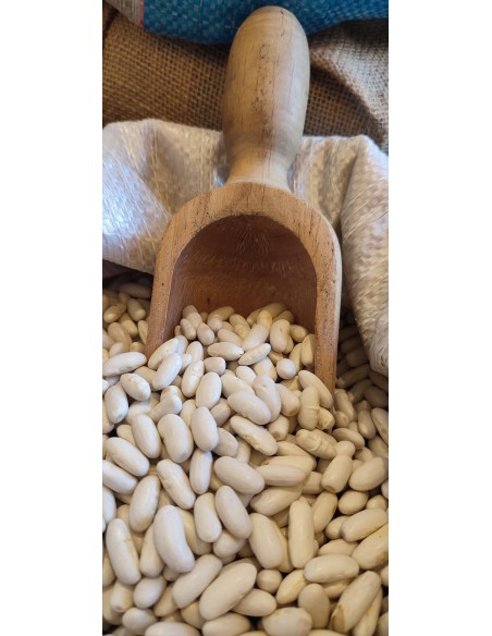 cannellini-oliomoro-SFUSI