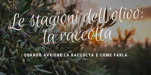 Le stagioni dell'olivo: la raccolta