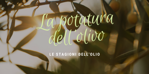 Le stagioni dell'olio: la potatura dell'ulivo